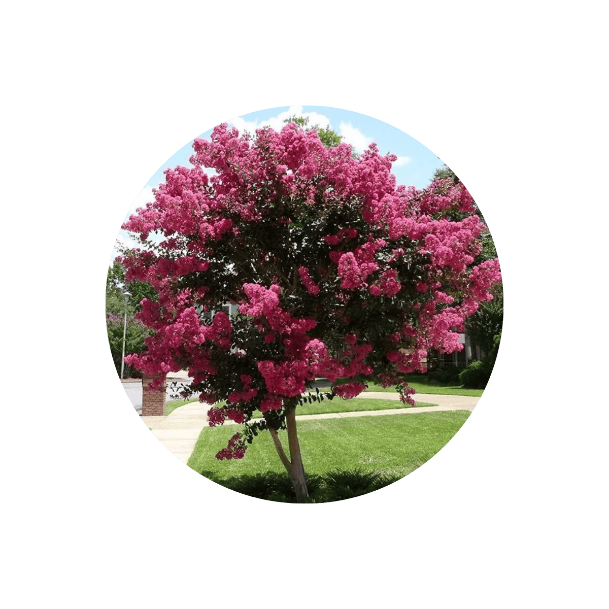 mudas-arborização-urbana