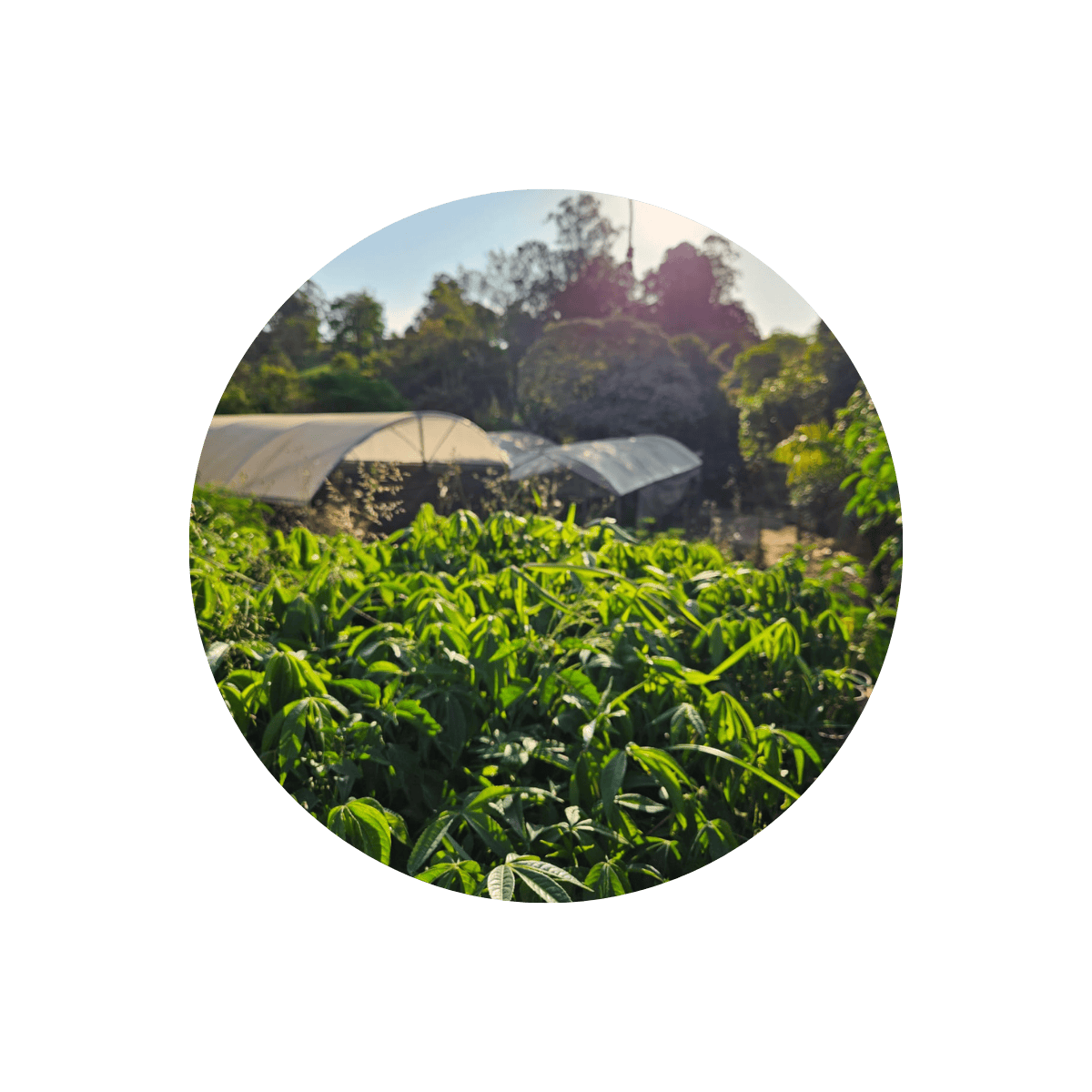 mudas-reflorestamento