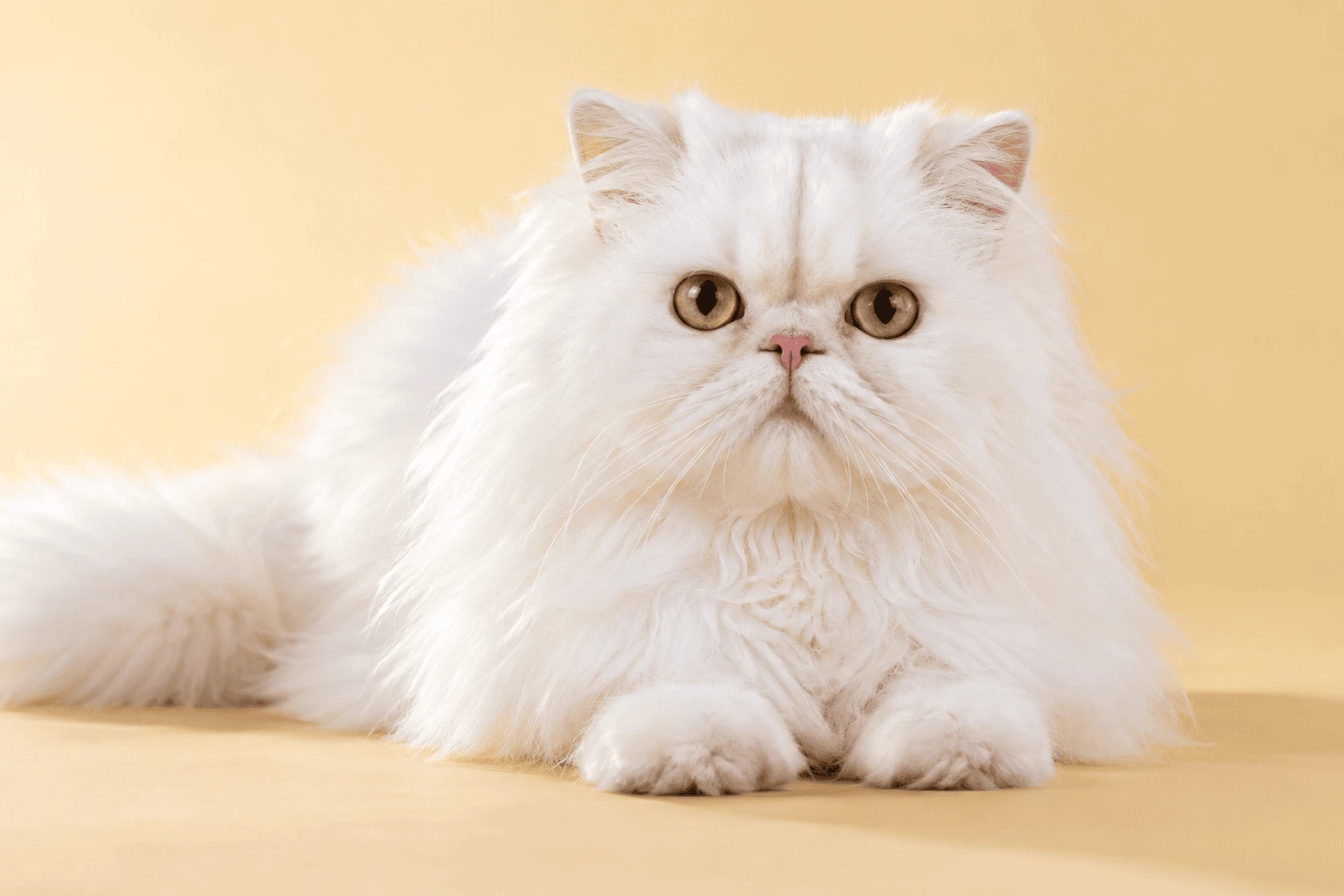 Gato branco para o plano PetFit