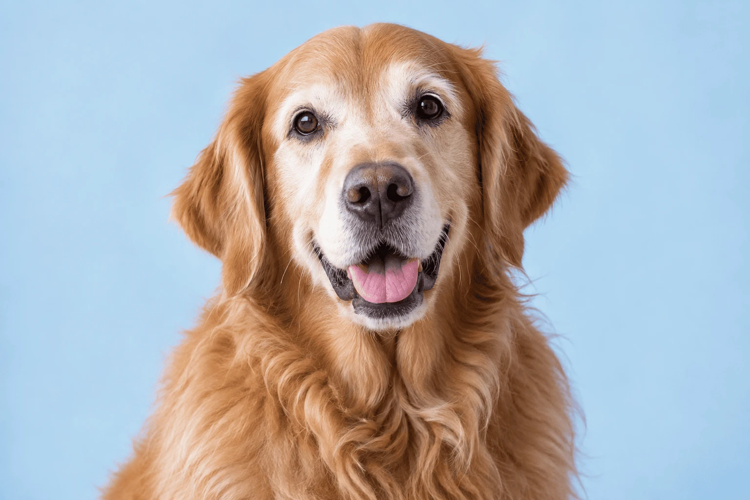 Cachorro sênior para o plano PetCorp Sênior